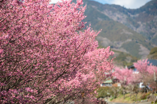 大山新道沿いのオカメザクラ